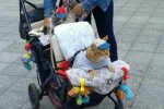Коты в коляске, фото: Telegram