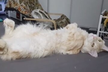 Сердце больного котенка билось вне его груди — забота и любовь позволили малышу вырасти роскошным котом
