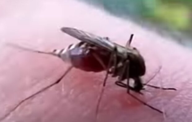 Комары. Фото: Youtube