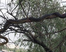 На Хортиці завелися двометрові змії (фото)