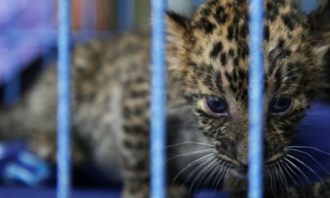 Оккупанты конфискуют зверей ялтинского зоопарка 