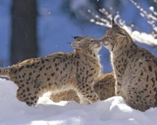 Кричать, як люди: на відео потрапили шлюбні ігри диких рисей