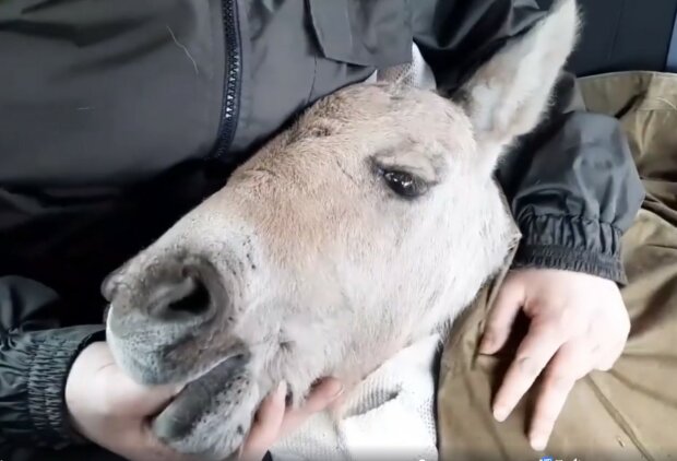 спасенный жеребенок, скриншот из видео