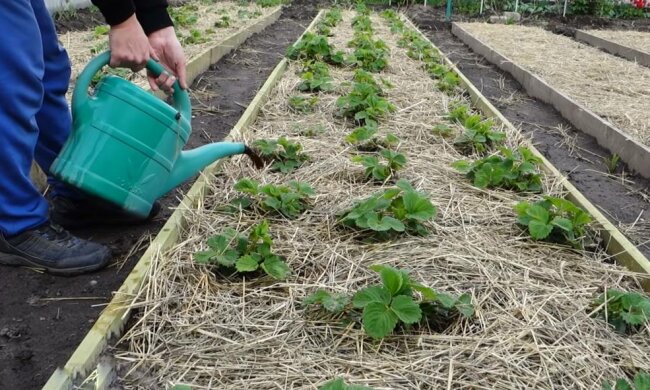 Полуниця на городі, фото: скріншот з відео