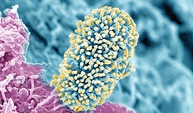 Красота под микроскопом: сердце цыпленка, Эбола, раковые клетки и нервы (фото)