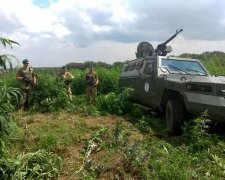 нелегальный посев конопли в зоне ООС, фото из свободных источников