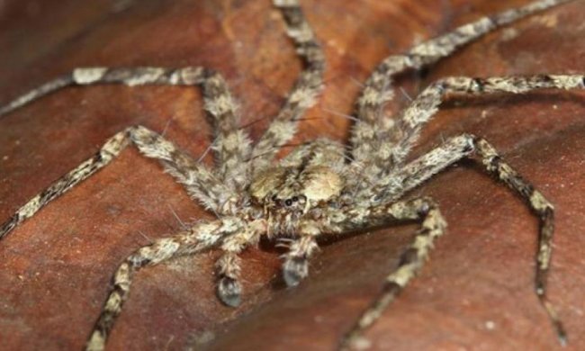 Одні з наймоторошніших тварюк на Землі виявились й найшвидшими