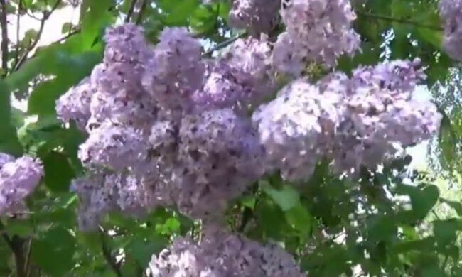 В Запорожье зацвела сирень как в мае - осень сошла с ума