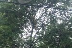 Во Львове перепуганный малыш три дня провел на дереве — плакал и звал на помощь
