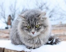 Кіт в зимку. Фото: вільні джерела