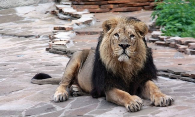 Ужин со львом предлагает посетителям лондонский зоопарк  