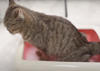 Котик, скриншот: Youtube