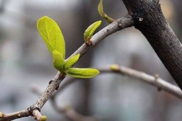 У Києві розпустився бузок