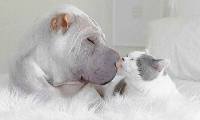 Дружба кота і собаки зворушила інтернет (фото)