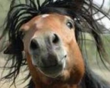 Конь-рокер стал звездой YouTube