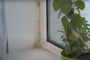 Цвіль на вікнах. Фото: скрін youtube
