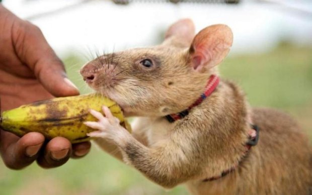 Заботливая крыса удивила своим поступком: видео