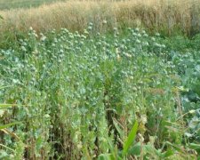 Пенсіонерки організували наркокартель