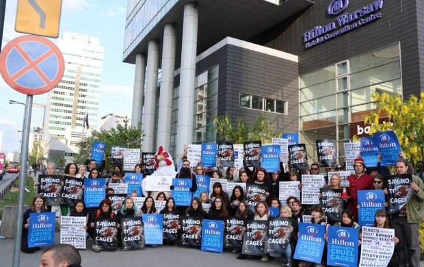 Hilton здався за 24 години: всесвітня мережа погодилася на вимоги зоозахисників - курочок врятовано