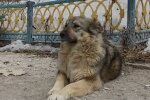 собака, скріншот з відео