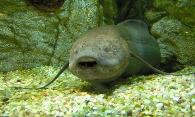 Найдавнішу "сухопутну" рибу знайшли в Південній Африці