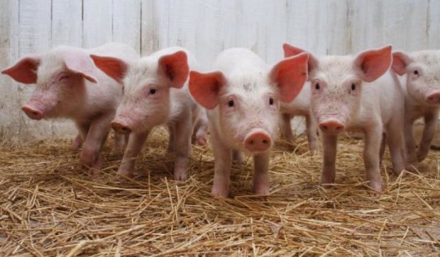 Российские фермеры требуют запретить ввоз свининины из Украины из-за чумы