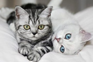 Видео с котиками снимают сонливость лучше, чем кофе
