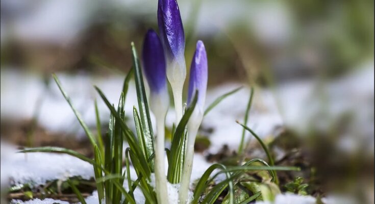 весна, фото: pixabay