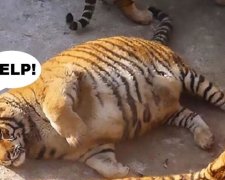 У мережі насміхаються над огрядними тиграми