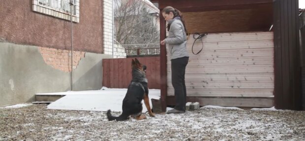 Дрессировка собаки, фото: скриншот из видео