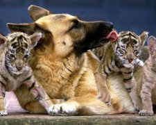 Міжнародний день захисту тварин 2017: види, які знаходяться на межі вимирання