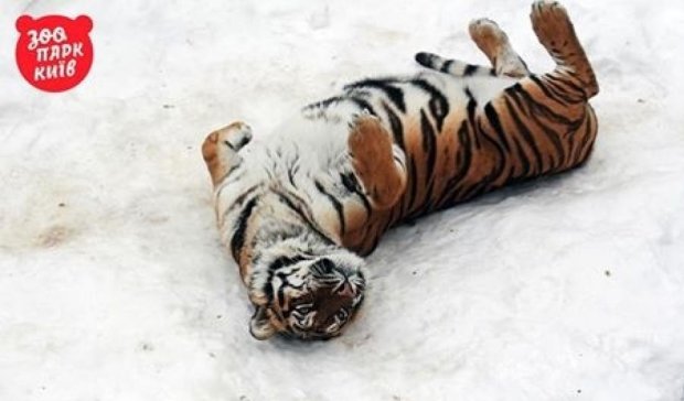Тигр из Киевского зоопарка искренне обрадовался снегу (фото) 