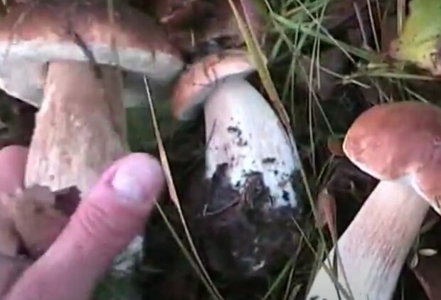 Тернополянка ушла в лес за грибами и принесла в корзине 140 тысяч