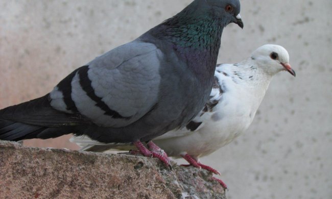 Злі голуби побили ведучого в прямому ефірі і влаштували переполох у студії: відео