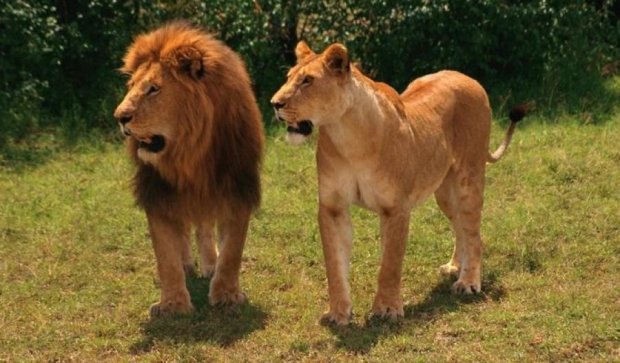 У Німеччині із зоопарку втекли леви 