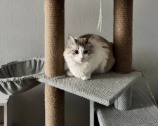 Котик, фото: Знай.ua