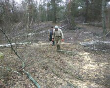 Вирубка лісів, фото: Державна екологічна інспекція України