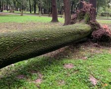 Во Франковске 130-летний ясень не выдержал буйства стихии — рухнул на деревья