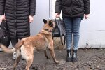 Собаки працюють на митниці: Суспільне