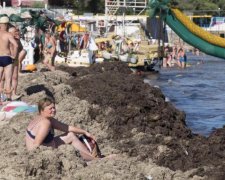 На Крим звалилася смердюча напасть