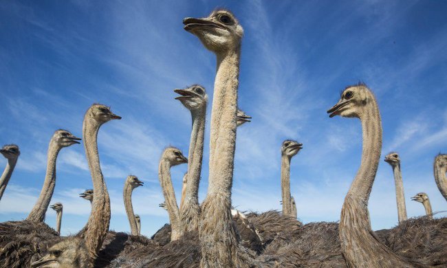 Ученые заглянули в ДНК страусов и неожиданно разгадали многовековую тайну