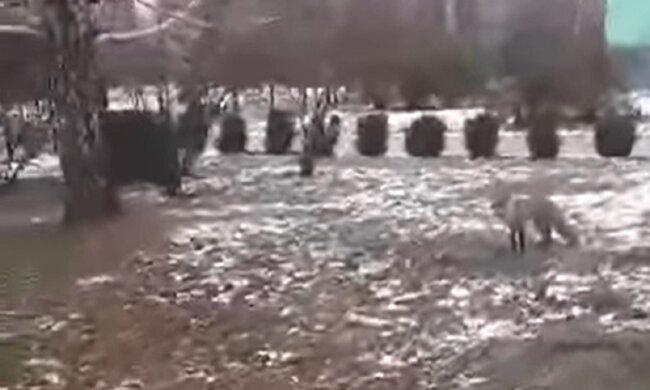 Лиса в Переяславе, кадр из видео: Facebook Анжелика Ясинская