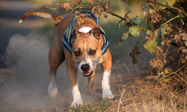 Собака / фото: Pixabay