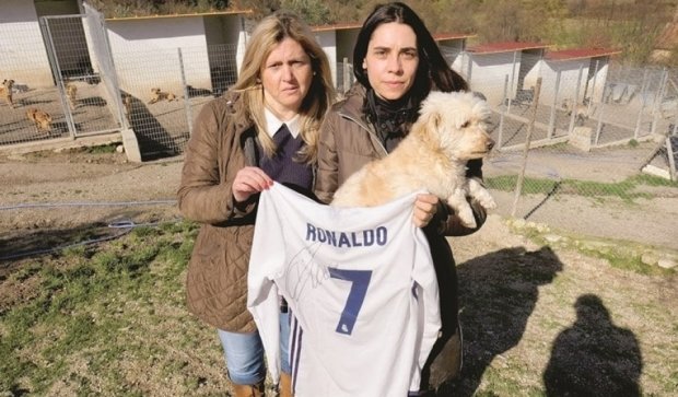 Футболка Роналду поможет спасти 80 собак