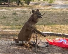 Жителей Троещины напугало чучело собаки 