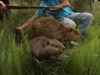 бобры, скриншот из видео