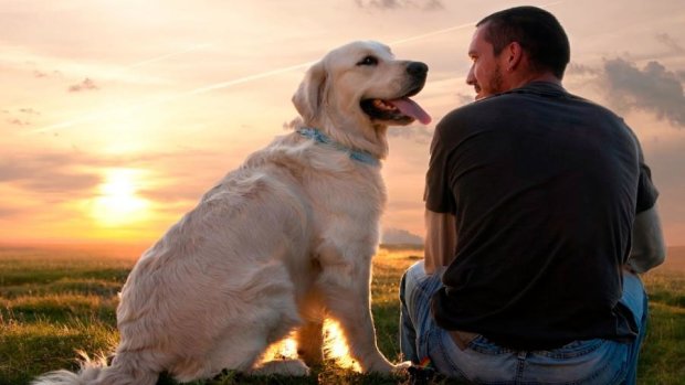 Тисячі років дружби: коли пес став кращим другом людини