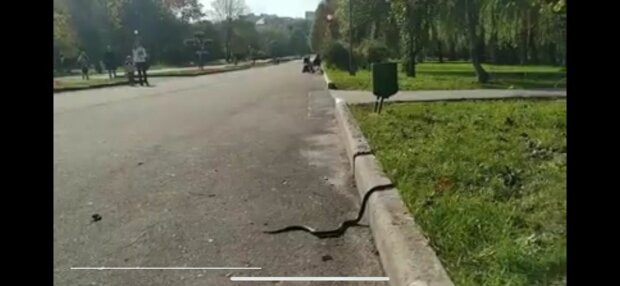 Тернопільський парк заполонили чорні змії - люди не перешкода