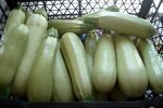 Кабачки, кадр из видео: YouTube