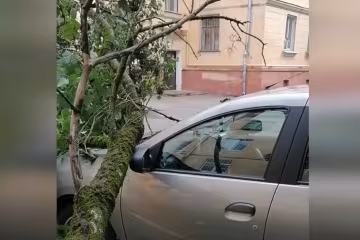 Дерево упало на машину, скриншот: Youtube